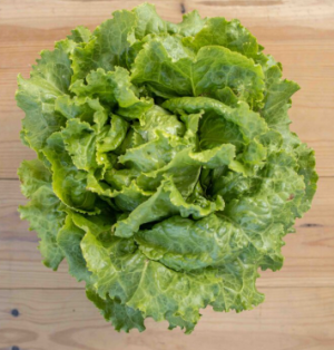 Salade Batavia - à la pièce
