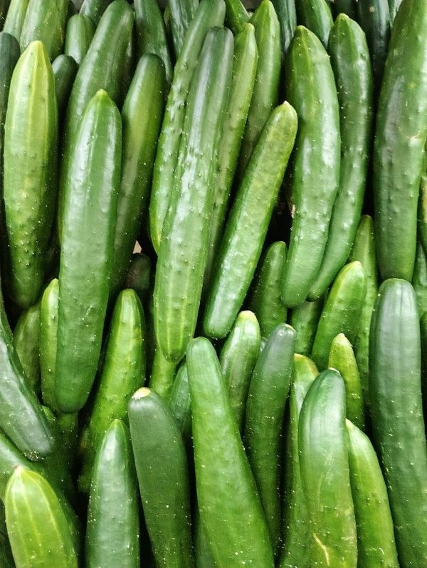 Concombre Concombre frais – à la pièce