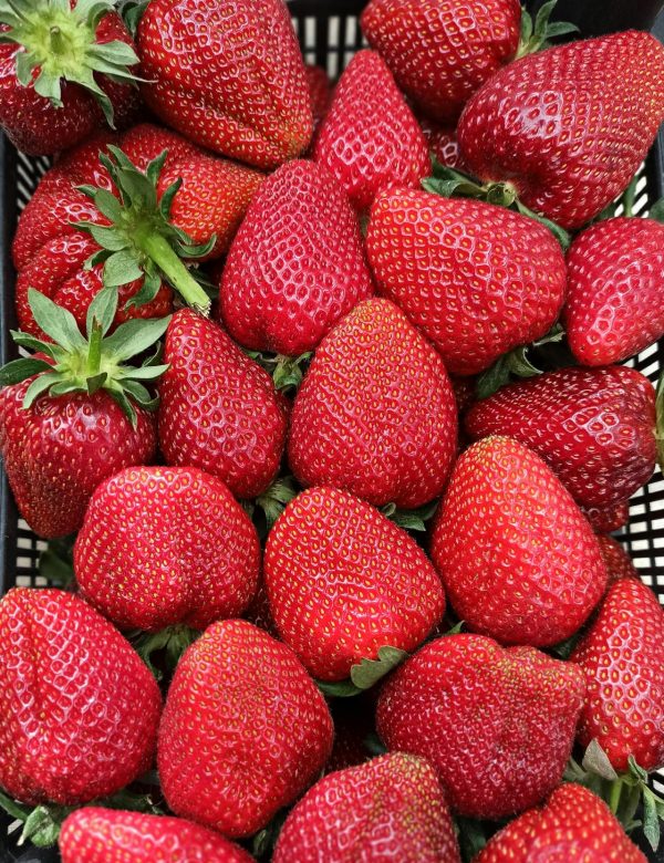 Fraise dely Fraises Dely HVE – Tarn-et-Garonne – 250 g