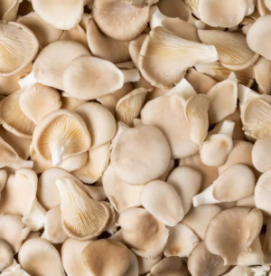 Pleurotes fraîches — Origine Haute-Garonne — 500 g