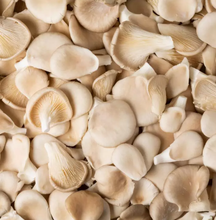 Pleurote Pleurotes fraîches — Origine Haute-Garonne — 500 g