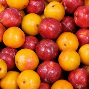 Prunes locales d’Occitanie