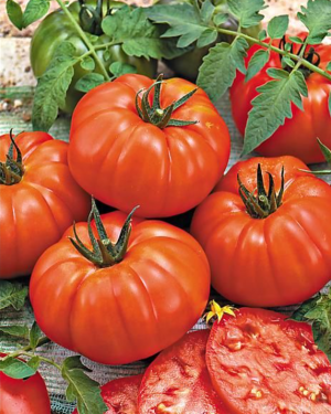 Tomate Supersteak de Haute-Garonne – 1 kg