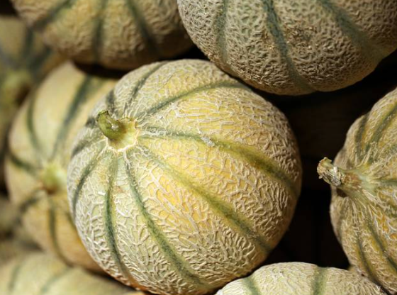 melon Melon charentais du Tarn-et-Garonne